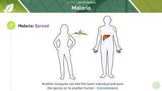 AQA GCSE Biology Protist Diseases [upl. by Ernst]