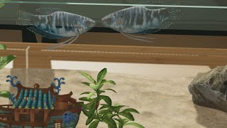 Красивые рыбёхи и не только Aquarium Designer 1 [upl. by Amari]