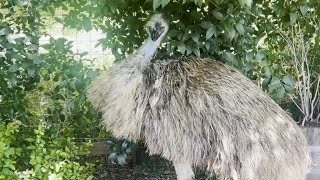 I think its Emu Breeding Season  Jackie is Being Weird [upl. by Nahguav]