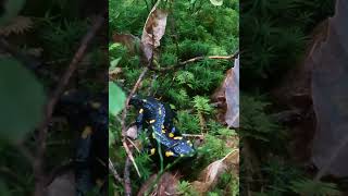 🦎🦎 Stunning Black Salamander with Yellow Spots in the Beautiful Forests of Trentino Italy [upl. by Nwonknu645]