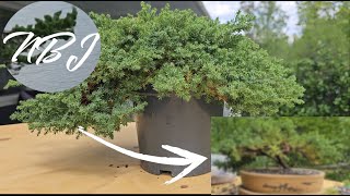 Making a bonsai from nursery stock juniper [upl. by Davidson]