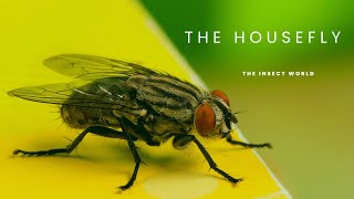 What Everyone Needs To Know About Common Houseflies insects [upl. by Pallaton]