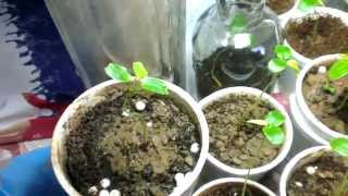 How to grow passion fruit from seeds [upl. by Annahsirhc]