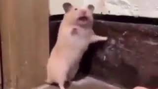 startled hamster pet scared jump scare [upl. by Nylloh790]