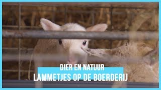 Het is lammertijd op de boerderij  BinnensteBuiten [upl. by Jones]