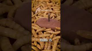 10 000 Mealworms vs CHOCOLATE [upl. by Kruger543]