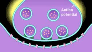 Neurotransmitters  Animations [upl. by Leupold]