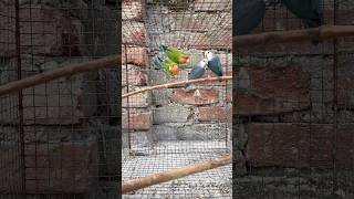 Mere love birds 🐦 breeding ke liye taiyar ho chuka shorts viral ytshorts [upl. by Malone]