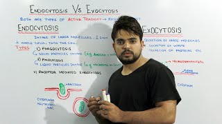 Endocytosis Vs Exocytosis  Active Transport Types [upl. by Heilman]