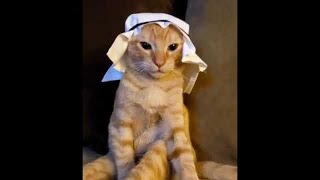 Arabian Cat music meme 1 hour  Mundian to Bach Ke 1 hour [upl. by Aisan]