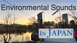 Relaxing Binaural Ambient Sound Everyday life in Japan  Shinobazu Pond in Ueno Park 上野恩賜公園の不忍池 [upl. by Meehsar]