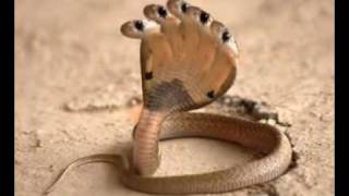 Five Head Snake HDflv [upl. by Anirdna]