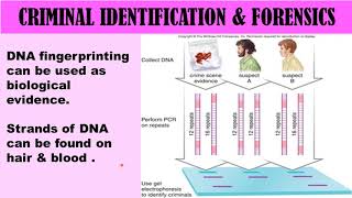 DNA Fingerprinting Applications  NEET  AIIMS  CSIR  NET [upl. by Attennaj158]