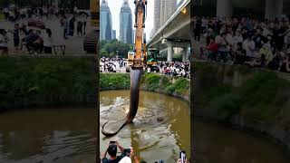 Unbelievable Phone Captures Excavator Finding Giant Snake 🐍 Excavator SnakeDiscovery GiantSnake [upl. by Benia705]