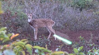 Lanai Archery Hunt  Groundblind 2023 [upl. by Jarlath]