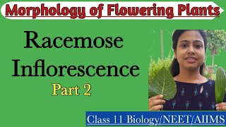 Racemose Inflorescence Part2  Ch5 Morphology of Flowering Plants  Class 11  NEET  AIIMS [upl. by Lani]