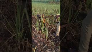 Plawing By Power Tiller Tractor In My Sugar Cane Farm [upl. by Jackqueline]