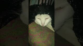 Dilli Sara video cat shortfeed [upl. by Ecyt401]