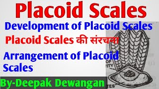 Placoid Scales in Fishes placoid scales By Deepak Dewangan [upl. by Hogarth]