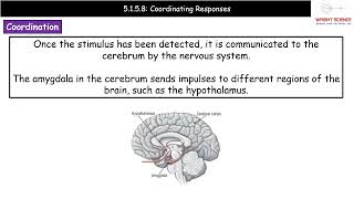 A Level Biology  5158  Coordinating Responses [upl. by Bibi]