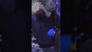 quotThe Yellowtail Damselfish A burst of yellow and blue in my aquatic paradisequot 🌟🐟 fish ytshorts [upl. by Esor]