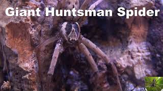 Giant Huntsman Spider Heteropoda Venatoria [upl. by Auhel]