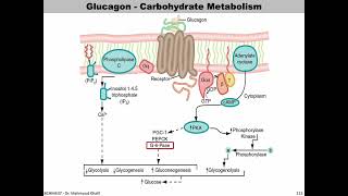 Lecture 10  Glucagon  Slide 172191 END [upl. by Jared]