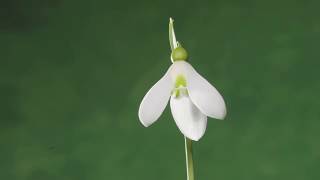 Aconite and Snowdrop flowers opening time lapse [upl. by Xantha17]