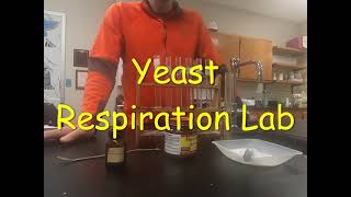 Yeast Respiration Lab [upl. by Tedric]