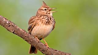 LarkRelaxing Bird Songs in NatureAlauda arvensis [upl. by Kisung]