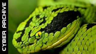 15 Most Venomous Snakes in the World [upl. by Anora330]