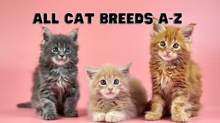 All Cat Breeds A to Z [upl. by Mikihisa]