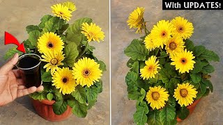 DO THESE 5 THINGS on Gerbera For MORE Flowers [upl. by Leirol]