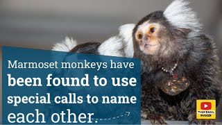 Marmoset monkeys have been found to use special calls to name each other [upl. by Struve813]