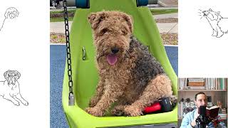 Welsh Terrier Pros and Cons Price How to choose Facts Care History [upl. by Atiuqel190]