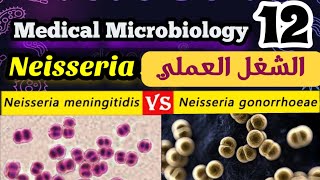 Difference between Neisseria gonorrhoeae and meningitidis شرح بالعربي [upl. by Notnirt]