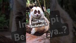 Si Imut yang Berbahaya quotKukangquot shortvideo faktaunikhewan kukang [upl. by Afra142]