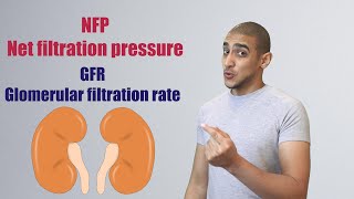 Glomerular Filtration شرح بالعربي [upl. by Merrilee391]