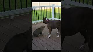 Boxer loves playing with her Kitten shorts dog kitten boxerdog [upl. by Rainer525]