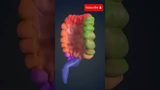 Cancer de Colon Sintomas cancer cancerdecolon salud [upl. by Nosiddam]