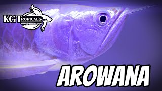 WATCH THIS Before Buying An AROWANA 10 Things You Should Know About Silver Arowanas Monster Fish [upl. by Oralle508]