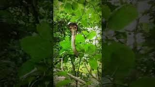 🌳 spectacled cobra 🐍😱😱😱cobra venomouscobra cobrarescue wildlife shortsfeed shortvideo [upl. by Happ]