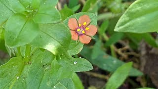 Ці милі червоні квіточки на городі  отруйні Курячі очка польові Anagallis arvensis L [upl. by Elleon576]