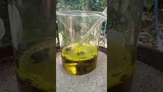 Acqua Regia la Miscela che Scioglie lOro experiment chemistry gold [upl. by Yuh]