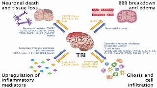 Circulating Biomarkers of Traumatic Brain Injury [upl. by Nitsraek]