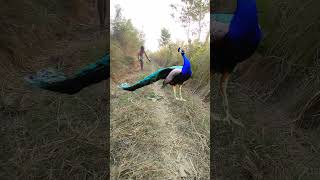 Viral peacock in forest of bangal tiger attack in forest🌲 please subscribe me 💯❤ [upl. by Giulio]