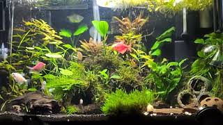 Overstocked 10 Gallon Community Tank [upl. by Ahsitan239]