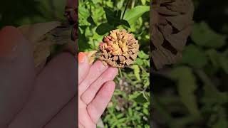 Saving Zinnia Seeds flowergardening garden flowerseeds Zinnia seedsaving [upl. by Riatsila]