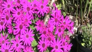 Happy bees on the Senetti flowers [upl. by Thinia]