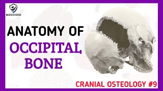 Occipital Bone Anatomy  Cranial Osteology 9 [upl. by Jedd370]